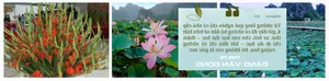 From War Zone to Space: The Inspiring Journey of Vietnam’s Flower Industry - image 1
