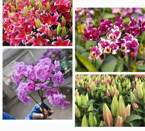 From War Zone to Space: The Inspiring Journey of Vietnam’s Flower Industry - image 3