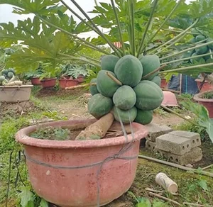 Beautiful Fruit-Bearing Bonsai Trees: Unique Indoor Plants for Prosperity, Luck, and Elegant Home Decor Inspiration - image 6