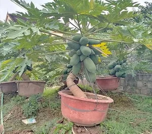 Beautiful Fruit-Bearing Bonsai Trees: Unique Indoor Plants for Prosperity, Luck, and Elegant Home Decor Inspiration - image 0