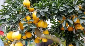 Beautiful Fruit-Bearing Bonsai Trees: Unique Indoor Plants for Prosperity, Luck, and Elegant Home Decor Inspiration - image 3