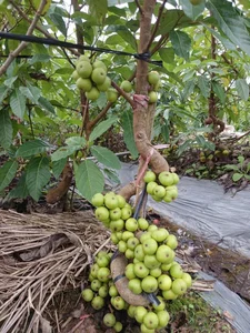 Beautiful Fruit-Bearing Bonsai Trees: Unique Indoor Plants for Prosperity, Luck, and Elegant Home Decor Inspiration - image 2