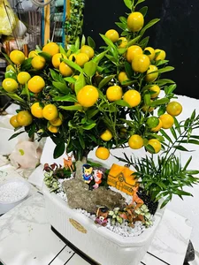 Beautiful Fruit-Bearing Bonsai Trees: Unique Indoor Plants for Prosperity, Luck, and Elegant Home Decor Inspiration - image 8