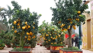 Beautiful Fruit-Bearing Bonsai Trees: Unique Indoor Plants for Prosperity, Luck, and Elegant Home Decor Inspiration - image 1