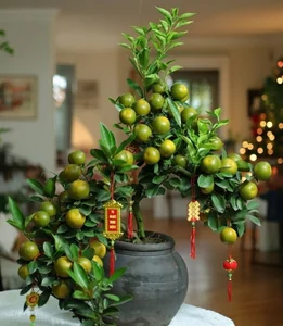 Beautiful Fruit-Bearing Bonsai Trees: Unique Indoor Plants for Prosperity, Luck, and Elegant Home Decor Inspiration - image 9