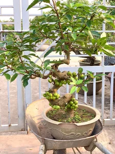 Beautiful Fruit-Bearing Bonsai Trees: Unique Indoor Plants for Prosperity, Luck, and Elegant Home Decor Inspiration - image 7