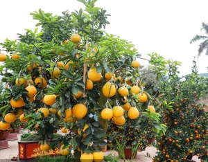 Beautiful Fruit-Bearing Bonsai Trees: Unique Indoor Plants for Prosperity, Luck, and Elegant Home Decor Inspiration - image 5