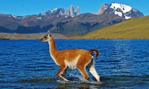 Journey to the Edge of the World: Exploring the Surreal Landscapes of Tierra del Fuego in South America - image 3