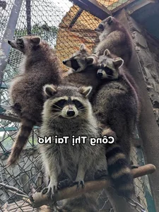 Meet the Viral Animal Stars with Unique Personalities at Saigon Zoo - image 5