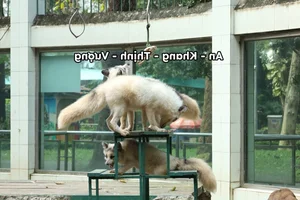 Meet the Viral Animal Stars with Unique Personalities at Saigon Zoo - image 6