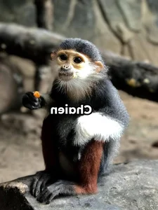 Meet the Viral Animal Stars with Unique Personalities at Saigon Zoo - image 8