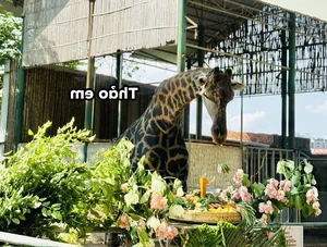 Meet the Viral Animal Stars with Unique Personalities at Saigon Zoo - image 9