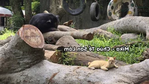 Meet the Viral Animal Stars with Unique Personalities at Saigon Zoo - image 1