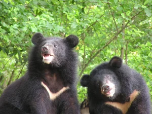 Rare Giant Asiatic Black Bear Spotted in the Forests of Quang Tri - image 3