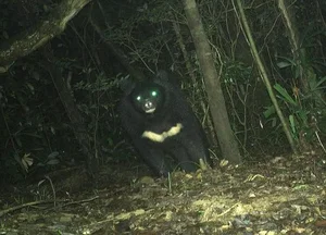 Rare Giant Asiatic Black Bear Spotted in the Forests of Quang Tri - image 1