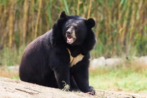 Rare Giant Asiatic Black Bear Spotted in the Forests of Quang Tri - image 4