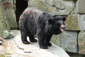 Rare Giant Asiatic Black Bear Spotted in the Forests of Quang Tri - image 2