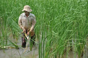 From Survival Food to Gourmet Specialty: The Rise of Edible Weeds - image 4