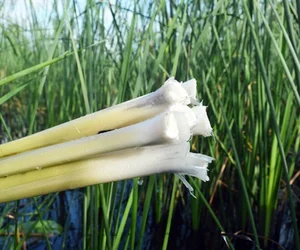 From Survival Food to Gourmet Specialty: The Rise of Edible Weeds - image 6