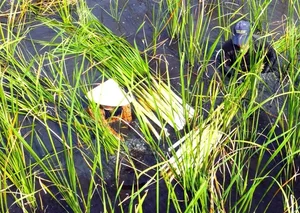 From Survival Food to Gourmet Specialty: The Rise of Edible Weeds - image 7
