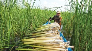 From Survival Food to Gourmet Specialty: The Rise of Edible Weeds - image 8