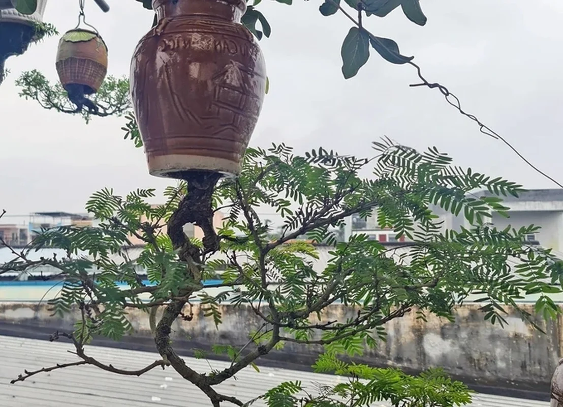 Upside-Down Bonsai: Discover Vietnam's Unique Living Art Phenomenon
