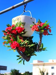 Upside-Down Bonsai: Discover Vietnam's Unique Living Art Phenomenon - image 6