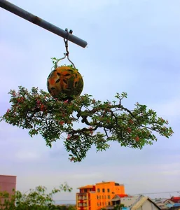 Upside-Down Bonsai: Discover Vietnam's Unique Living Art Phenomenon - image 8
