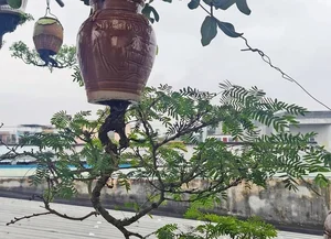 Upside-Down Bonsai: Discover Vietnam's Unique Living Art Phenomenon - image 0