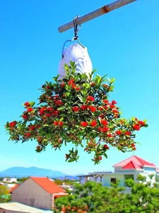 Upside-Down Bonsai: Discover Vietnam's Unique Living Art Phenomenon - image 1