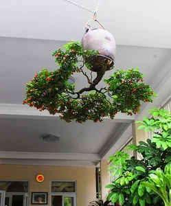 Upside-Down Bonsai: Discover Vietnam's Unique Living Art Phenomenon - image 9