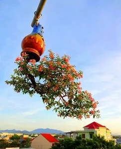 Upside-Down Bonsai: Discover Vietnam's Unique Living Art Phenomenon - image 3