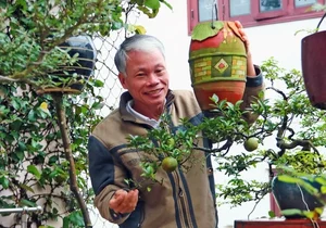 Upside-Down Bonsai: Discover Vietnam's Unique Living Art Phenomenon - image 7