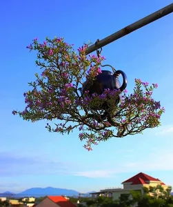 Upside-Down Bonsai: Discover Vietnam's Unique Living Art Phenomenon - image 4