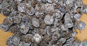 Massive Medieval Coin Hoard Discovered: A Historical Treasure - image 1