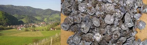Massive Medieval Coin Hoard Discovered: A Historical Treasure - image 6