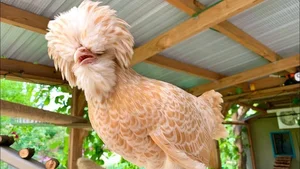 Discover the World’s Most Beautiful Chicken Breed Captivating Pet Enthusiasts in Vietnam - image 4