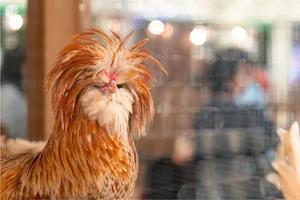 Discover the World’s Most Beautiful Chicken Breed Captivating Pet Enthusiasts in Vietnam - image 0