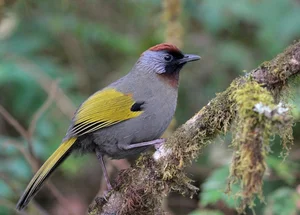 Rare Bird Species Released into Tam Dao National Park for Biodiversity Conservation - image 0