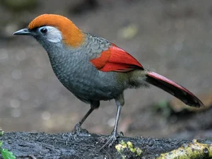 Rare Bird Species Released into Tam Dao National Park for Biodiversity Conservation - image 3
