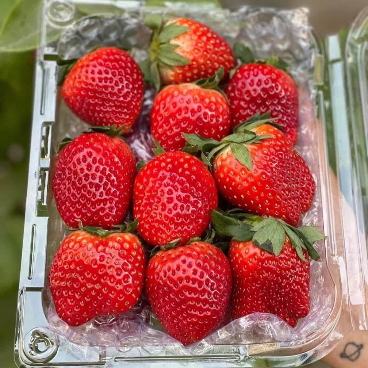Strawberries Flood Hanoi Markets at Record-Low Prices