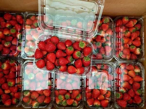 Strawberries Flood Hanoi Markets at Record-Low Prices - image 4