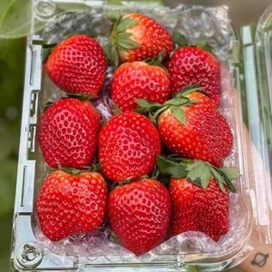 Strawberries Flood Hanoi Markets at Record-Low Prices - image 0