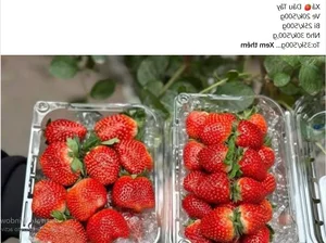 Strawberries Flood Hanoi Markets at Record-Low Prices - image 3