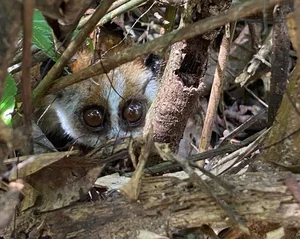 Wildlife Conservation: Releasing 9 Rare Animals in the Central Highlands - image 3