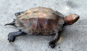 Wildlife Conservation: Releasing 9 Rare Animals in the Central Highlands - image 6