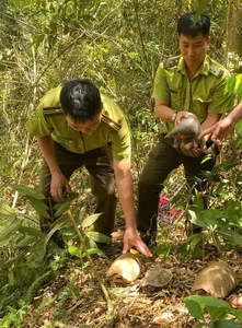 Wildlife Conservation: Releasing 9 Rare Animals in the Central Highlands - image 2