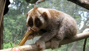 Wildlife Conservation: Releasing 9 Rare Animals in the Central Highlands - image 5