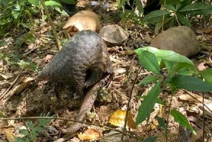 Wildlife Conservation: Releasing 9 Rare Animals in the Central Highlands - image 4
