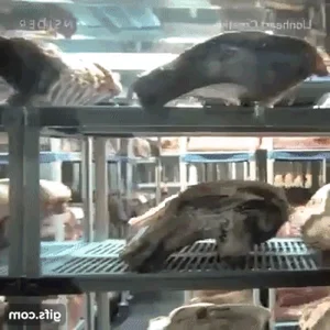 The Secrets Behind Ultra-Aged 15-Year Hibernating Meat Worth Thousands - image 0